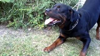 Big Rottweiler defends his territory 2 [upl. by Amimej895]