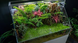 Paludarium VIV 60x35x35 Cinematic Video [upl. by Amehsat452]