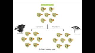 Genetic Analysis of the Galapagos Finches [upl. by Scheld718]