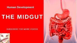 Special embryology  Development of the Midgut [upl. by Aehr871]