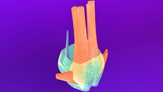 3D Pons Embryology Metencephalon  Rhombencephalon Embryology Part 3  Neuroembryology Part 6 [upl. by Hgielanna512]