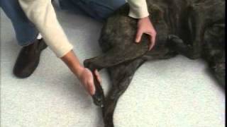 Rear Leg Passive Range of Motion  TPLO  Dog Surgery [upl. by Aierb]