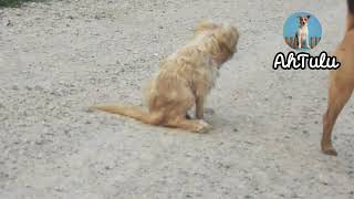 Rescue Poor dog on street streetdogslife dog animals rescuedog [upl. by Eustazio]