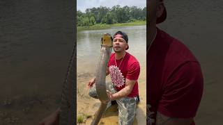 KING COBRA Kisses At The Lake [upl. by Chaffin39]