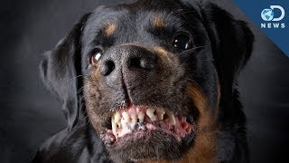 Are Some Dog Breeds More Aggressive [upl. by Enened]