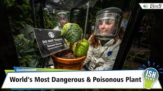 World’s Most Dangerous amp Poisonous Plant  ISH News [upl. by Jocelin899]