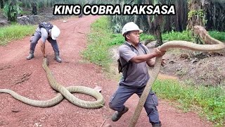 PENANGKAPAN KING COBRA RAKSASA DI KEBUN SAWIT KALIMANTAN  KING COBRA  ULAR [upl. by Lynne]