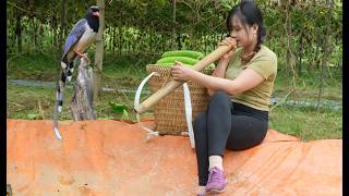 Gourd fields harvesting gourds for sale and boiling taro to enjoy with the little bird [upl. by Macy823]