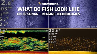 What do fish look like on different sonar technologies  Humminbird [upl. by Mancino]