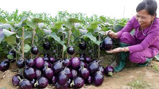 Growing Round Eggplant with a lot of fruit the yield is beyond imagination [upl. by Bright600]