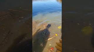 Helping cleaning up the Chesapeake Bay one piece of trash at a time chesapeakeliving chesbay [upl. by Rhiana]