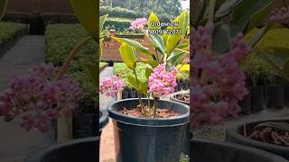 Medinilla plant floweringplant garden viralvideo medinilla plant [upl. by Maidel555]