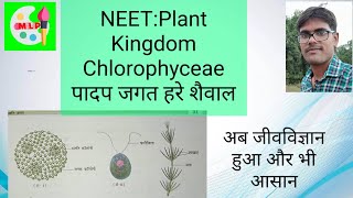 ChlorophyceaeGreen Algae Plant Kingdom।Class 11। Hindi medium। क्लोरोफाइसी।हरे शैवाल।पादप जगत। [upl. by Joanna]