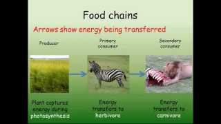 B1 Interdependence  Feeding amp Energy [upl. by Player430]