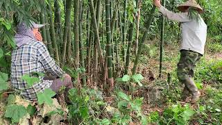 Chopping bamboo to make pumpkin trellis collapsed by typhoon yagi [upl. by Earised470]