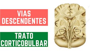 NEUROANATOMIA VIAS DESCENDENTES  PIRAMIDAL PARTE 1 [upl. by Tobi]