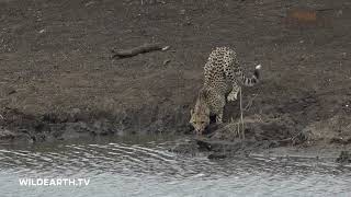 Cocodrilo vs leopardo Cocodrilo asesina leopardo cazador  cazado [upl. by Ahsiemaj884]