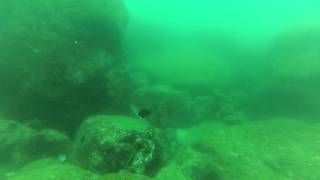 Underwater statues Koneswaram temple  Trincomalee  Sri Lanka [upl. by Nnaes377]