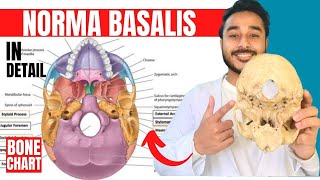 norma basalis anatomy 3d  anatomy of norma basalis of skull anatomy [upl. by Armand]