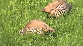 Redlegged Partridge at Treraven Meadows [upl. by Tawney]