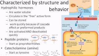 Pathophysiology Endocrine overview 1 of 3 [upl. by Craig]