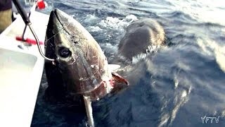 GIANT BLUEFIN TUNA CASTING TROLLING  YouFishTV [upl. by Godred]