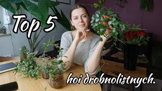 Top 5 hoi drobnolistnych i jak o nie dbam 🌱 [upl. by Ekal]