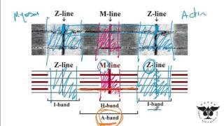 Sarcomere Skeletal muscle Smooth muscle Sarcoplasmic etc  USMLE Step 1 Ace [upl. by Anayad]