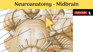 Brain stem  Midbrain  External amp Internal Features  Red Nucleus  Medial Longitudinal Fasciculus [upl. by Inava642]