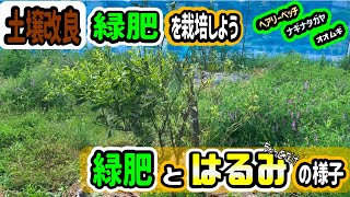 【最新】みかん栽培 緑肥を栽培しよう はるみの様子【はるみ】 [upl. by Gasper519]