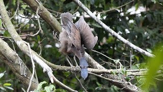 Boatbilled Heron [upl. by Cynthea]