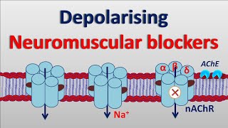 Depolarising neuromuscular blockers [upl. by Riay]