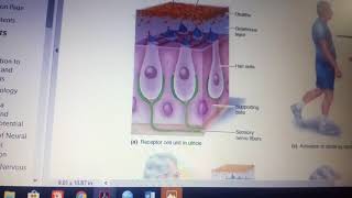 VESTIBULAR APPARATUS physiology made easy part 1 [upl. by Anivel]