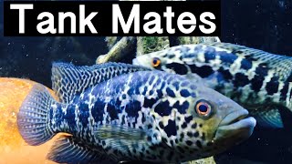 Best Tank Mates for Jaguar Cichlids [upl. by Gamin]