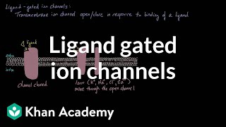 Ligand Gated Ion Channels  Nervous system physiology  NCLEXRN  Khan Academy [upl. by Hgielrahc]