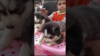 Husky dog puppies in saddar market karachi animal dogs trendingshorts subscribe my channel [upl. by Alister234]