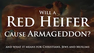 Will a Red Heifer Cause Armageddon [upl. by Sire]