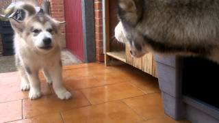 Alaskan Malamute puppy barking at her mom [upl. by Seana]