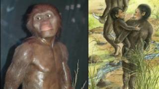 Lucy Australopithecus Reviewed in 9 Minutes Public School Version [upl. by Aener]