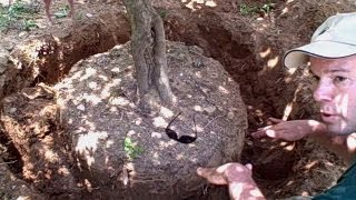 How to Transplant a Tree or Shrub  Newtown CT Landscaper  Landscape Designer [upl. by Nodlehs]