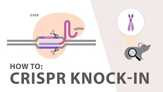 How to perform a CRISPR Knockin Experiment [upl. by Gustaf]