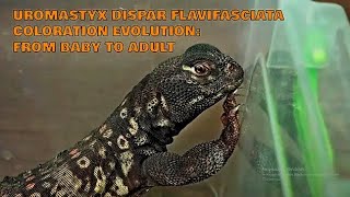 Uromastyx dispar flavifasciata lizard coloration evolution from baby to adult Bion [upl. by Negaem]