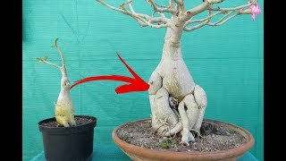 Adeniums Big Caudex in One Month  With Guarantee without fertilizers [upl. by Hoeg846]