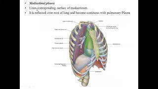 PLEURA ANATOMYPART 1 [upl. by Joappa]