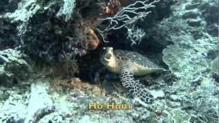 Tubbataha Reef Philippines Whale Shark Tiger Shark Whitetip Shark Eagle Ray Turtle [upl. by Nnauol921]