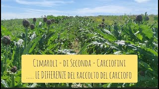 I carciofi come si chiamano e le differenze  sagra carciofo Ladispoli [upl. by Nairadal855]