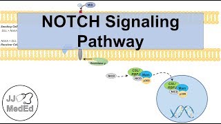 Notch Signaling Pathway  Purpose and Mechanism [upl. by Also750]