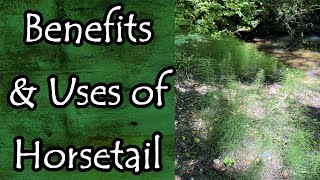 Horsetail Equisetum Arvense Uses and Benefits [upl. by Llenoil]