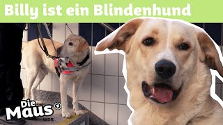 Blindenhund  DieMaus  WDR [upl. by Elatsyrc]