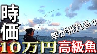 【驚愕】10万円相当の魚？幻の超巨大高級魚！！【ショアジギング】 [upl. by Nerag]